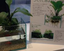 小さな水辺セット（3）