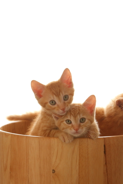 子猫3匹（4）