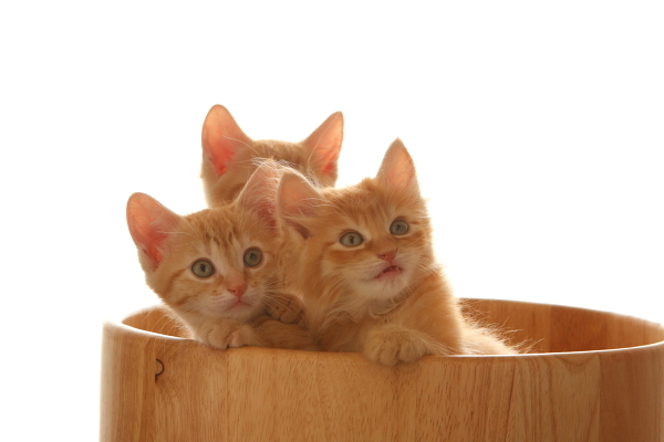 子猫3匹（5）