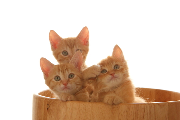 子猫3匹（6）