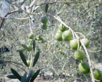 小豆島のオリーブの木
