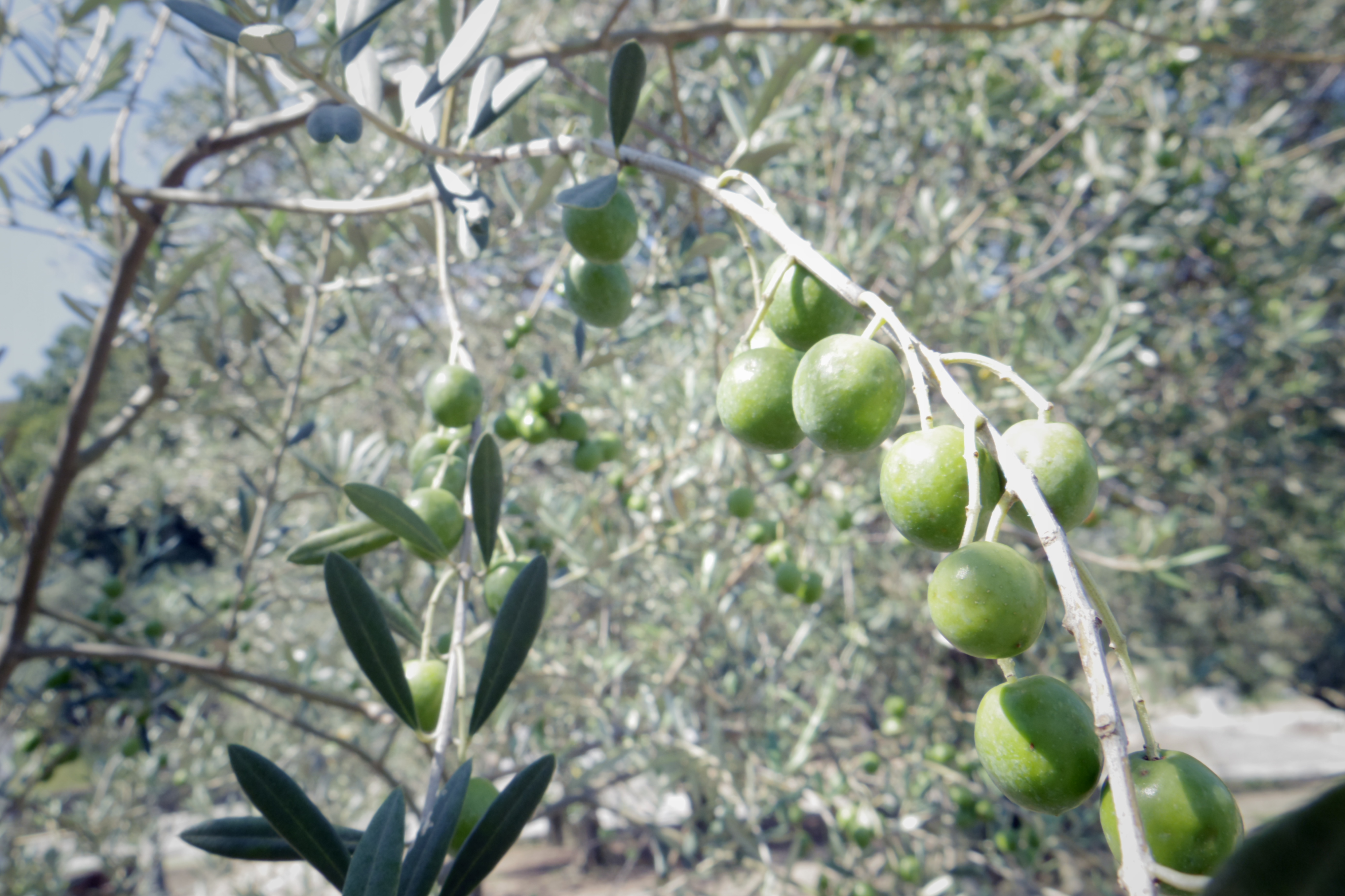 小豆島のオリーブの木