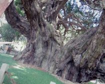 宝正院にある樹齢1600年以上の真柏（しんぱく）