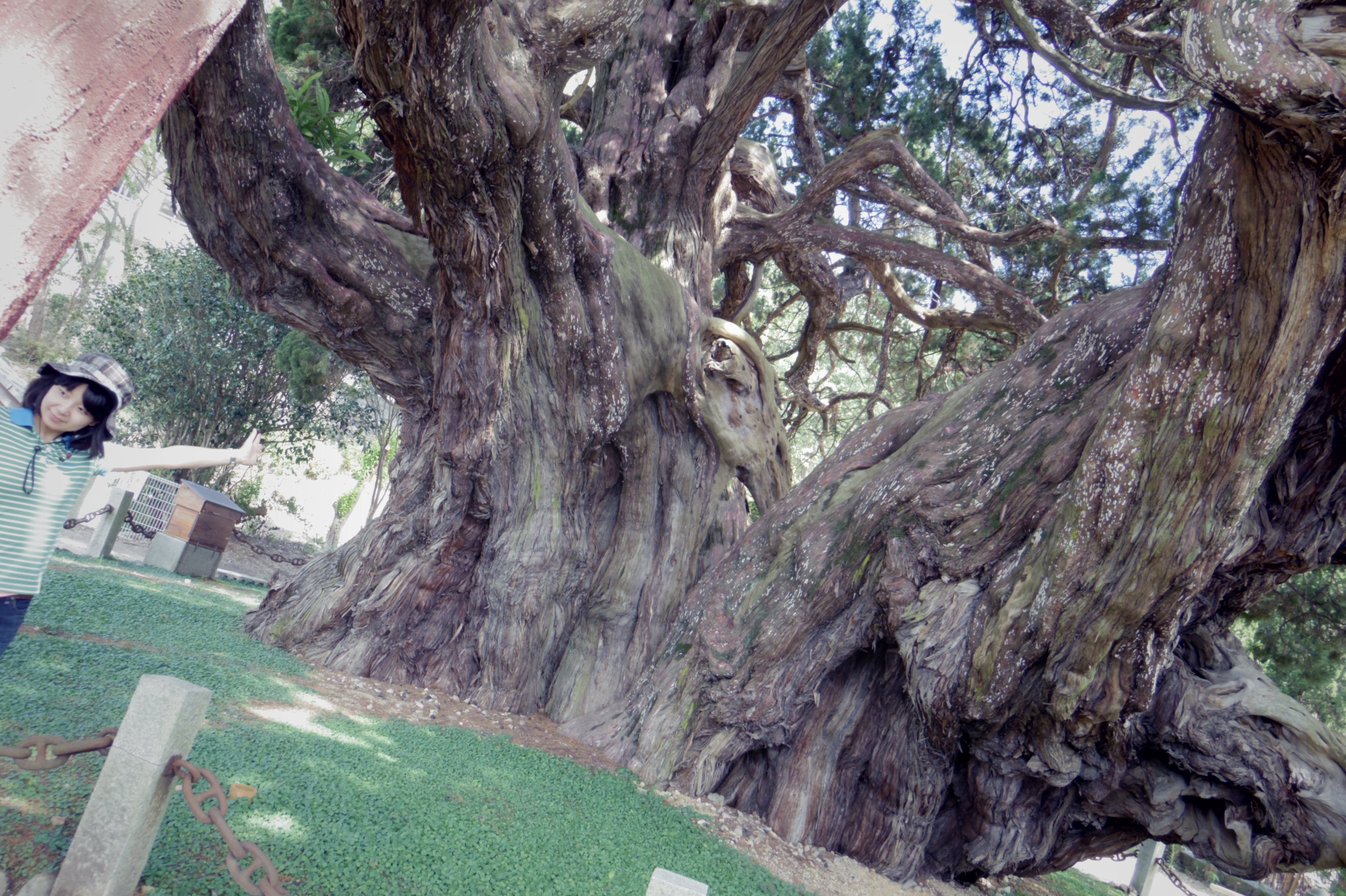 宝正院にある樹齢1600年以上の真柏（しんぱく）