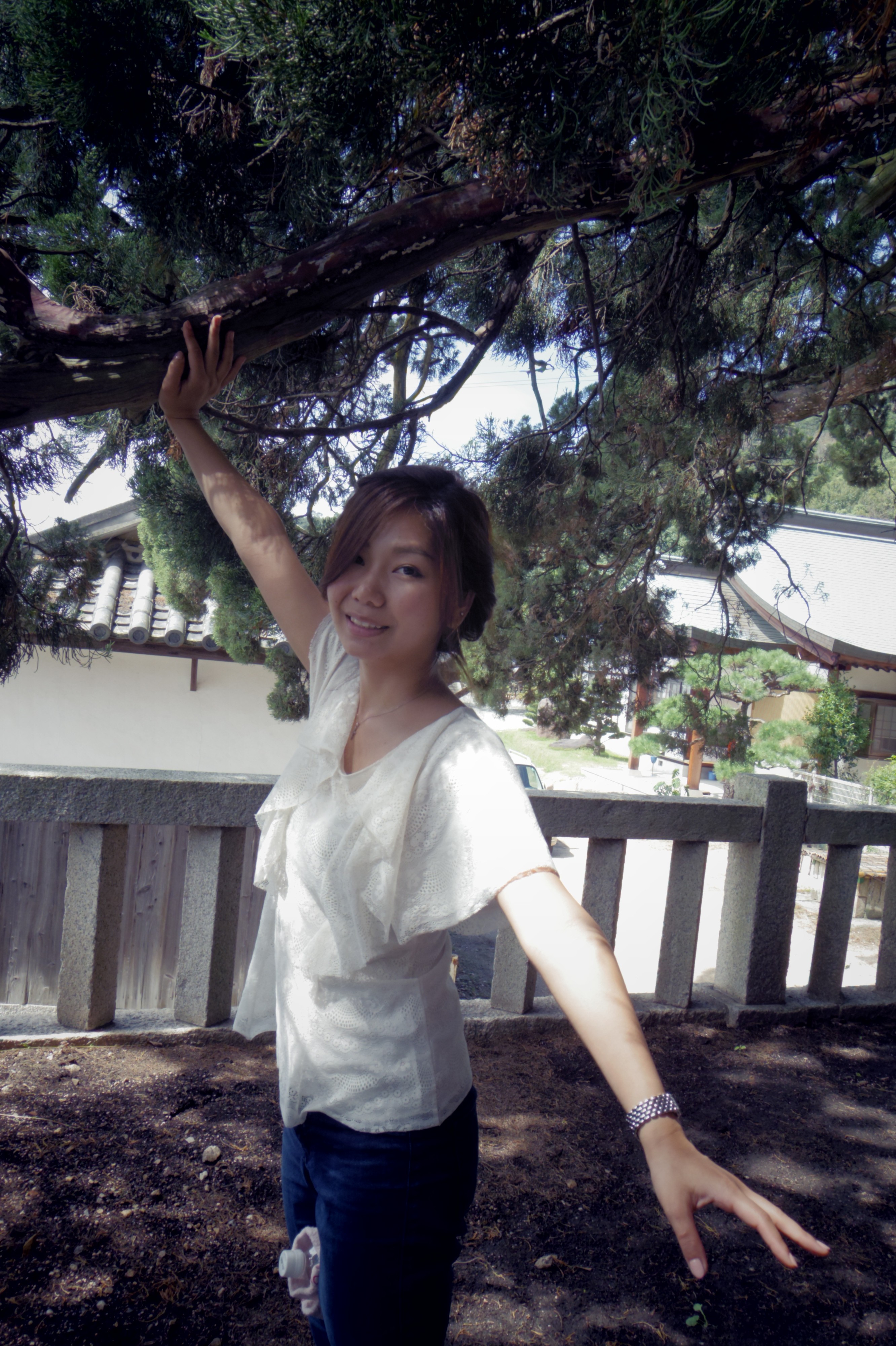 井上こんと宝正院の樹齢1600年以上の真柏（しんぱく）