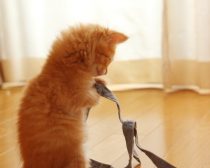 紐で遊ぶ子猫（2）
