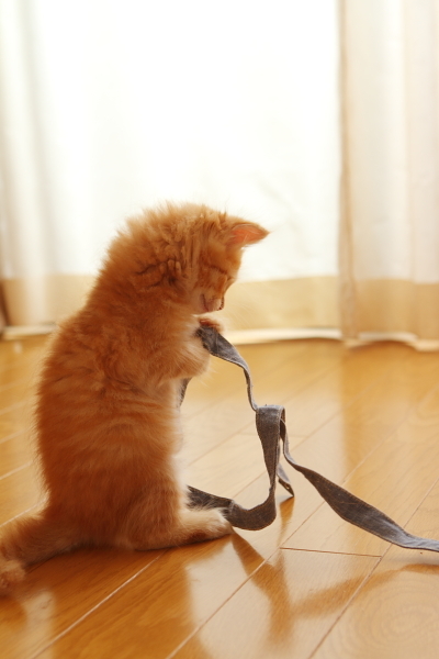 紐で遊ぶ子猫（2）