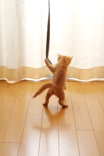 紐で遊ぶ子猫（1）