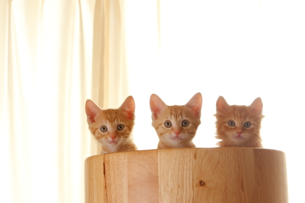 子猫3匹のカメラ目線