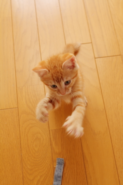 紐で遊ぶ子猫（4）
