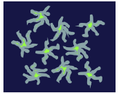 ランゲルハンス細胞 ランゲルハンス細胞