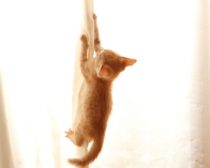 カーテンをよじ登る子猫