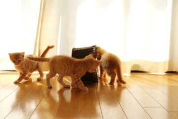 カゴで椅子取りゲームをする子猫たち