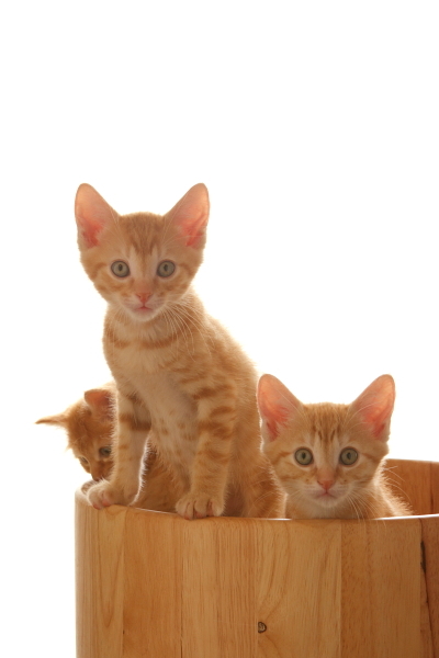 子猫3匹（2）