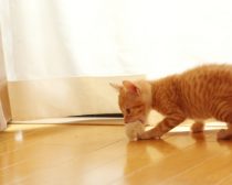 おもちゃを加えた子猫