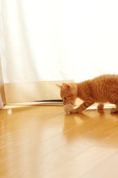 おもちゃを加えた子猫