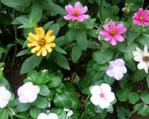 雨に濡れた花（ARROWS NX F-02Gで撮影）