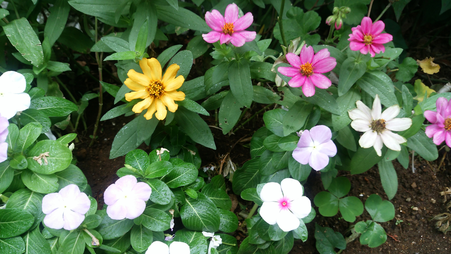 雨に濡れた花（ARROWS NX F-02Gで撮影）