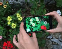 ARROWS NX F-02Gで撮影した花をディスプレイで見る