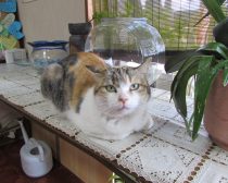 カメラ目線のイチ