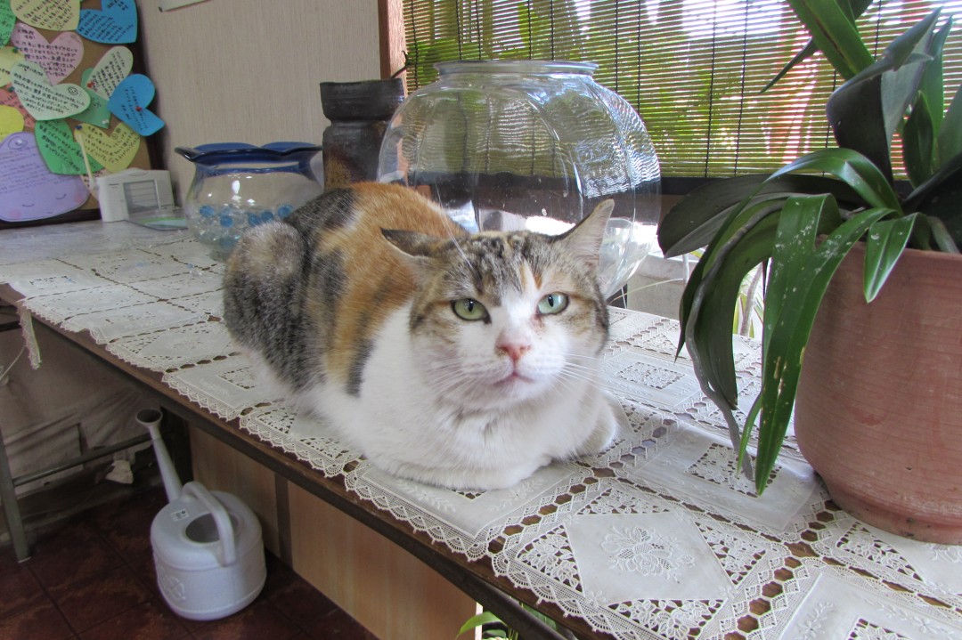 カメラ目線のイチ