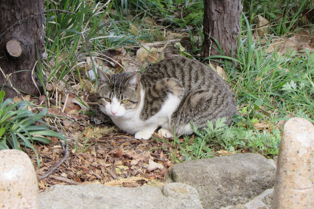 手の椅子の向こうにいたネコ