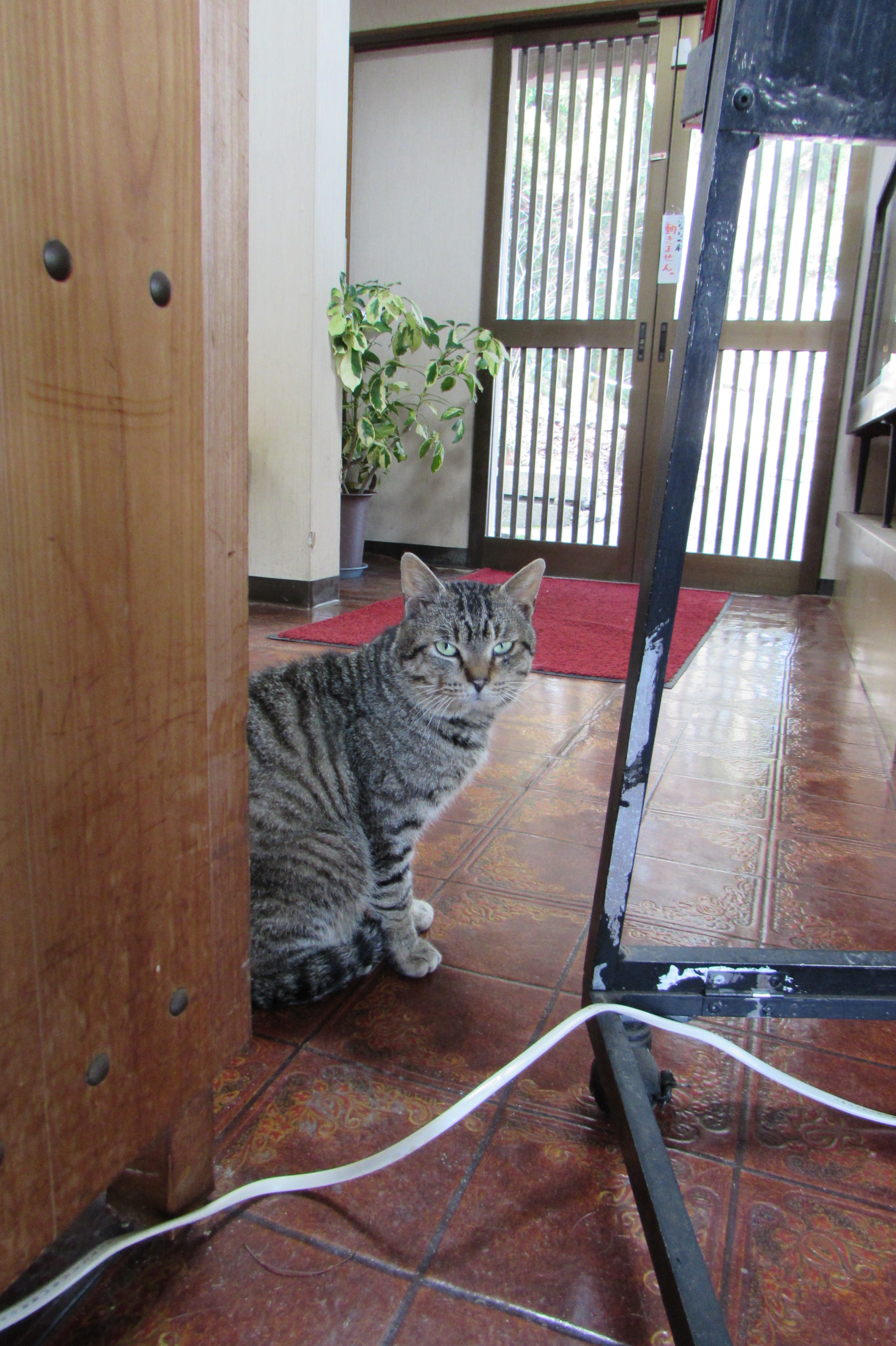 影から覗くケメ