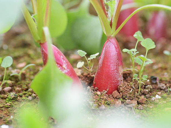 お取り寄せ野菜・果物