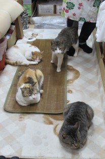 ネコの休憩所