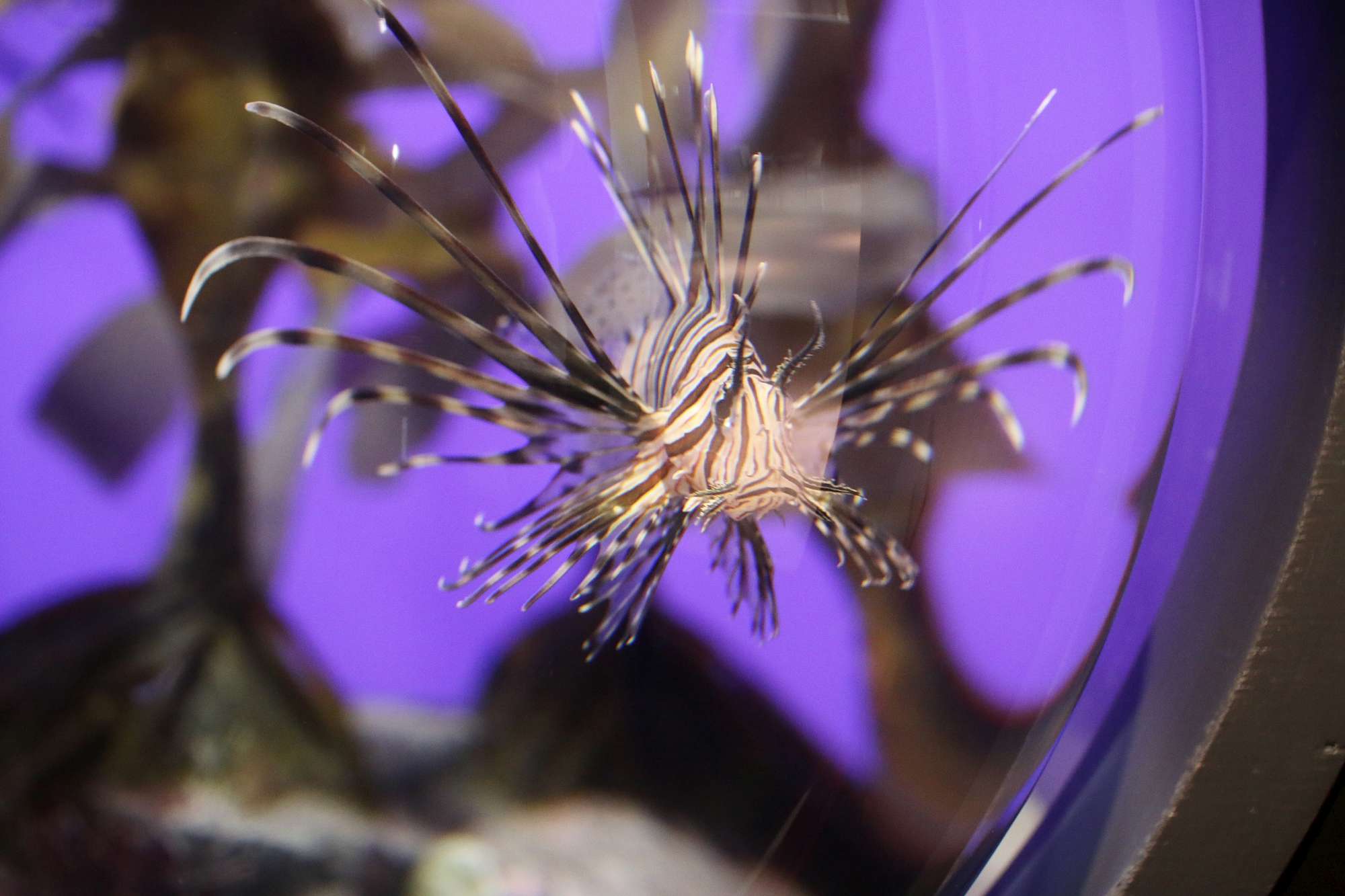 ハナミノカサゴ