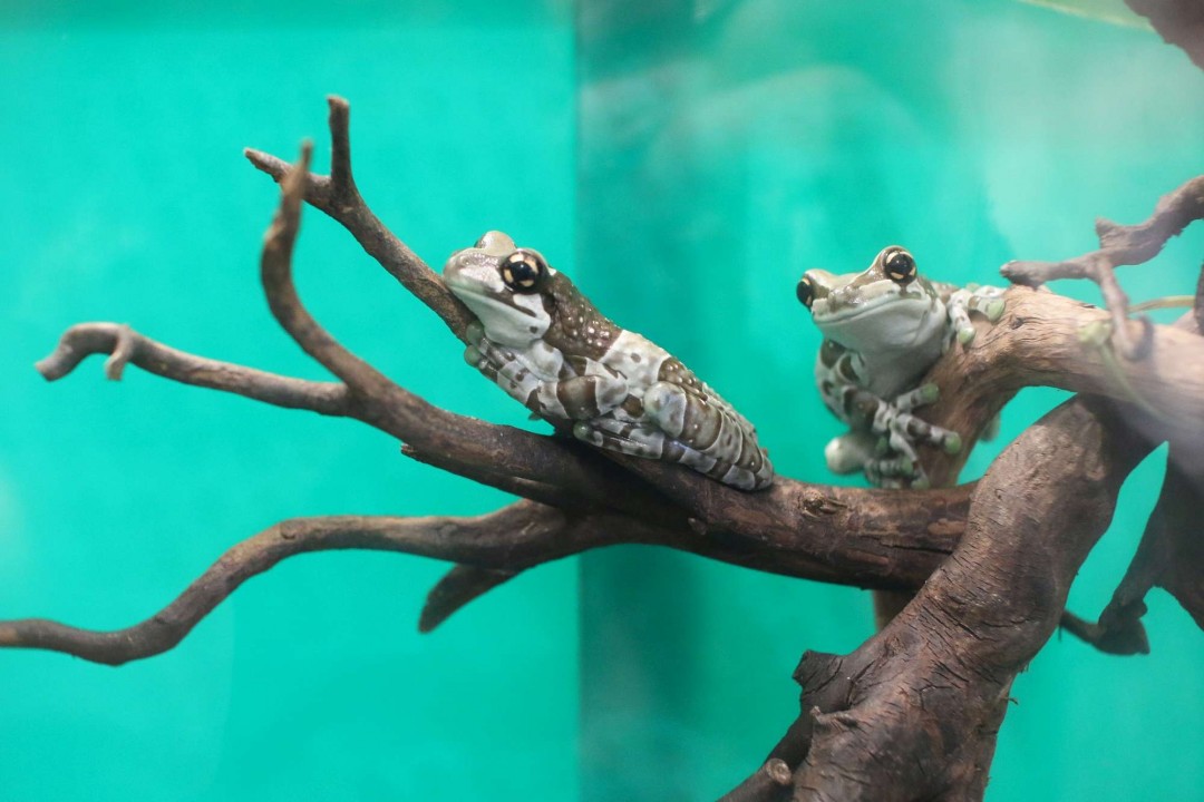 ジュウジメドクアマガエル