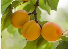 あんずの実 あんずの実