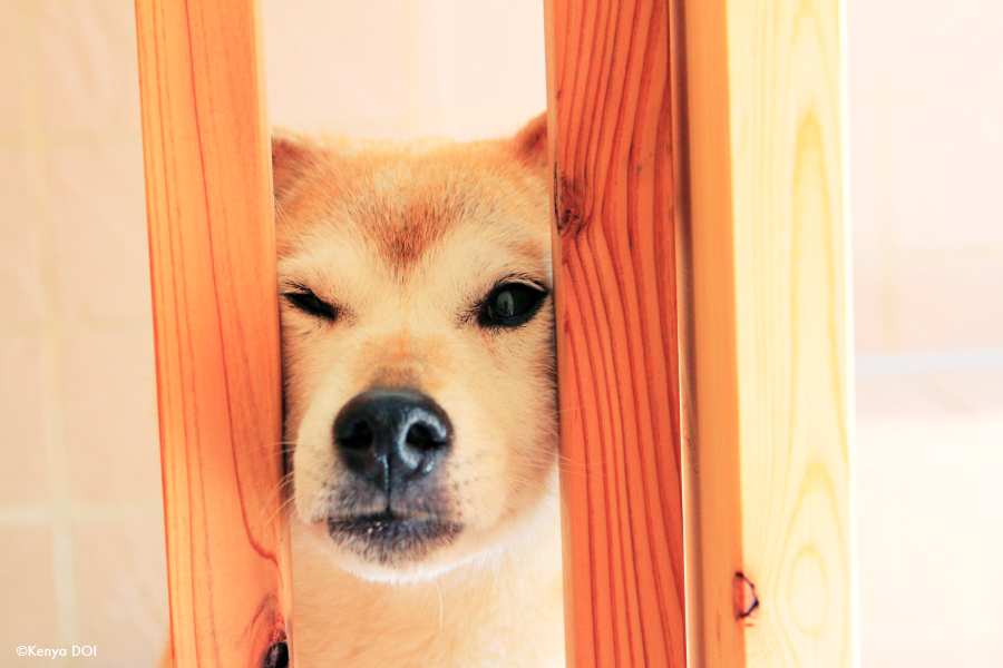 動物シェルターで暮らす、犬や猫の生活