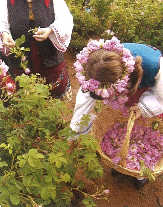 ブルガリアンローズ