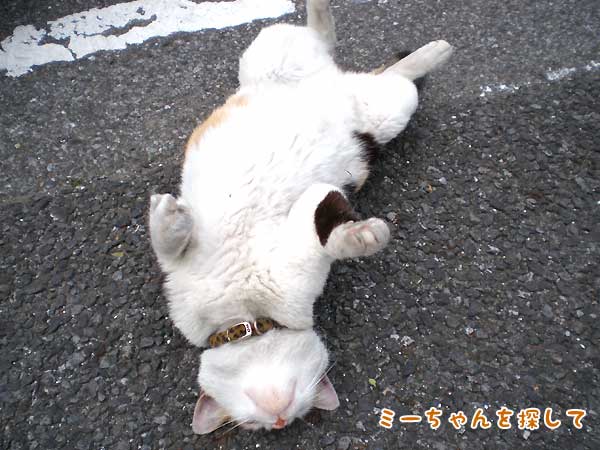 無防備な姿のみーちゃん