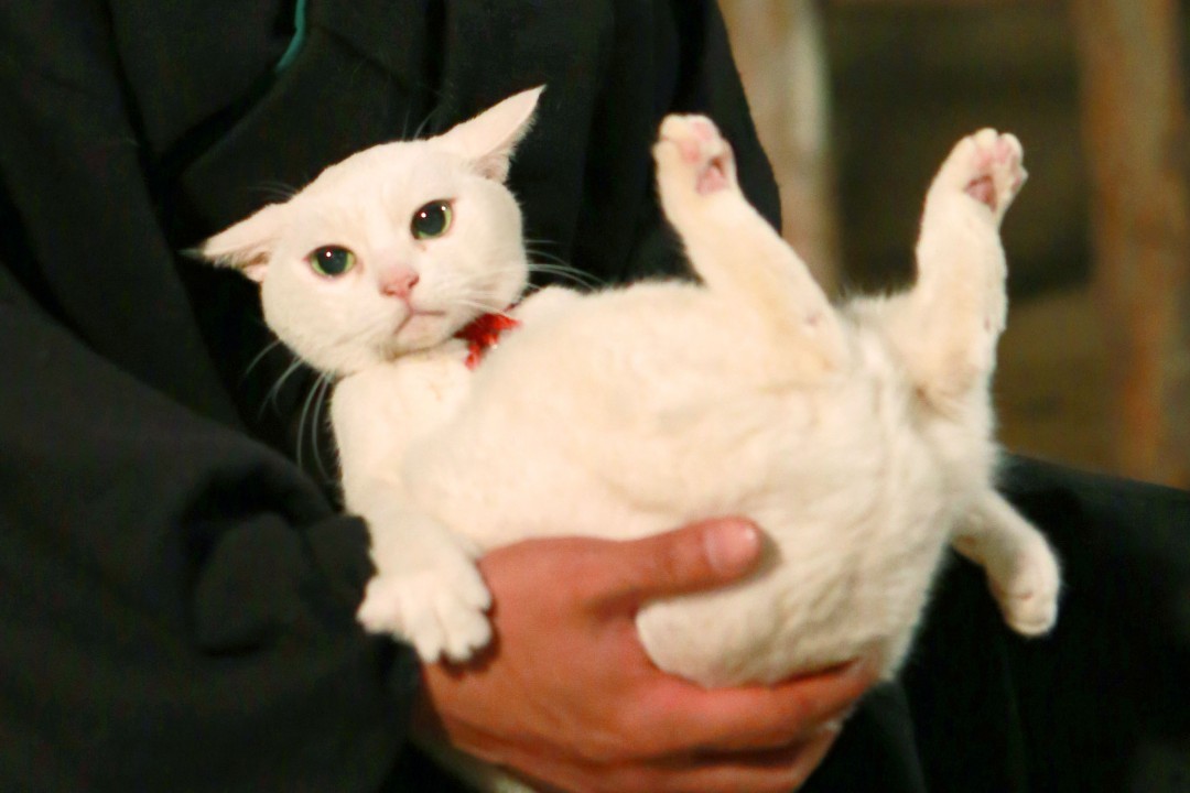 『猫侍 南の島へ行く』より_2