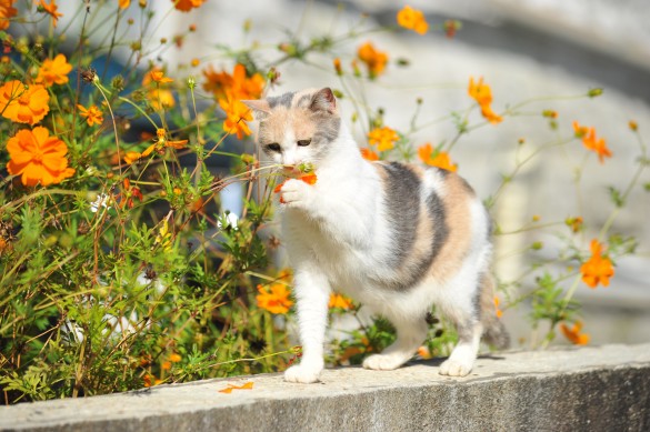 先生と迷い猫_お花 先生と迷い猫_お花