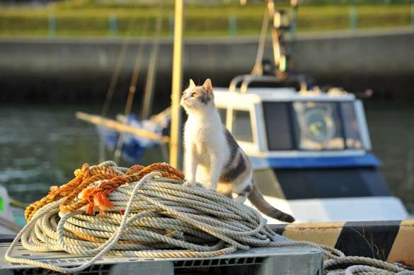 先生と迷い猫_港 先生と迷い猫_港