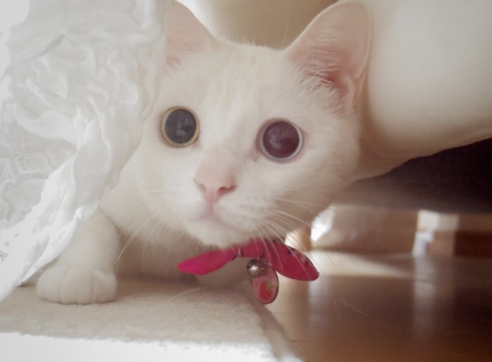 可愛く撮った写真