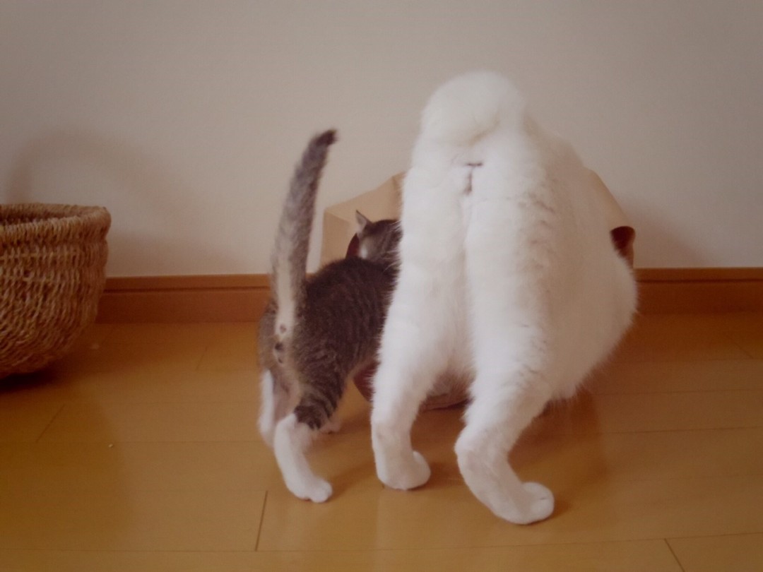 子猫とおちり