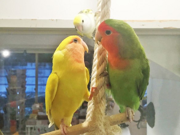 ラブラブなことりちゃん ラブラブなことりちゃん