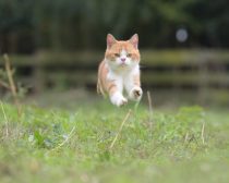 ぽんずダッシュ