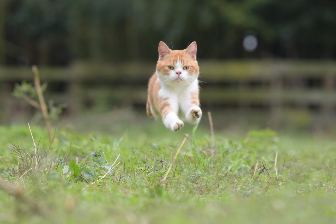 ぽんずダッシュ