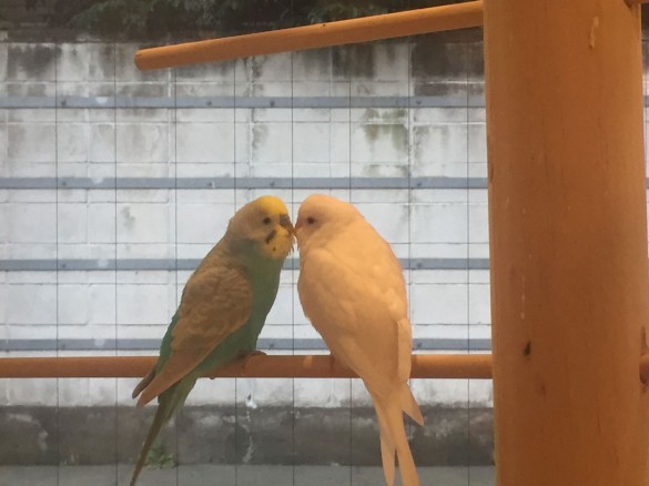 チュッチュなことりちゃん