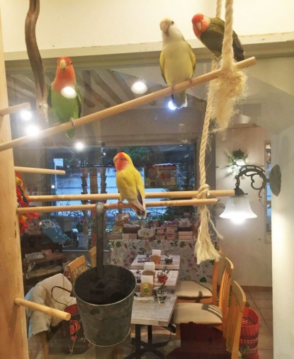 鳥はガラスケースの中 鳥はガラスケースの中