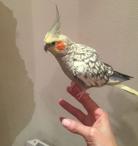 おてもやん顔のオカメインコ