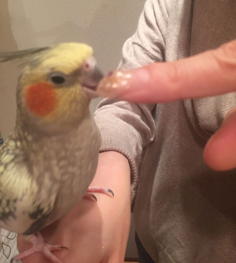 キラキラネイルをガジるオカメインコ