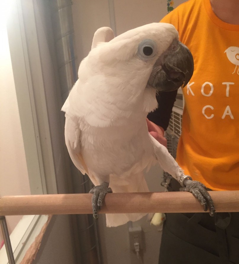 タイハクオウム