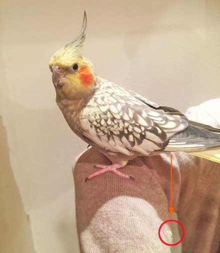 セーターに白い…