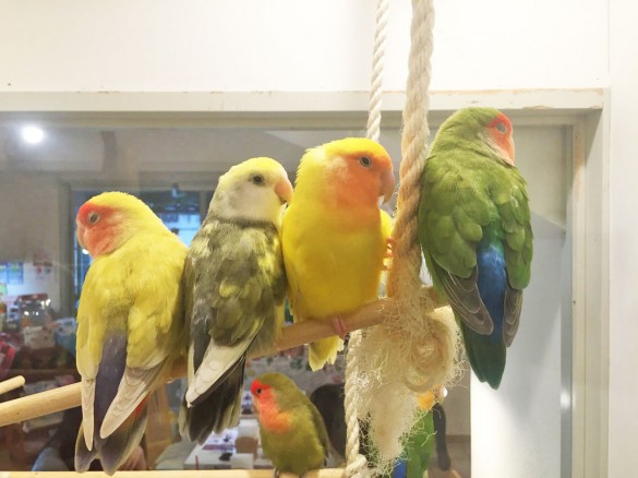 ことりちゃんたち